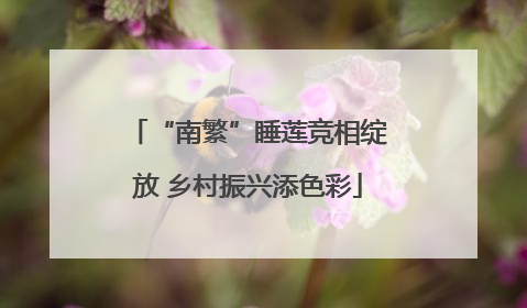 “南繁”睡莲竞相绽放 乡村振兴添色彩
