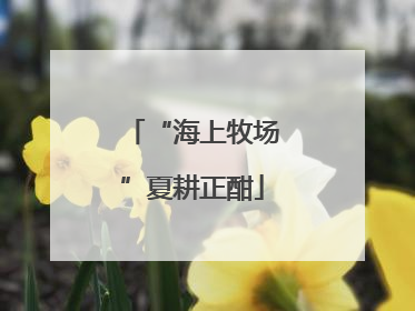“海上牧场”夏耕正酣
