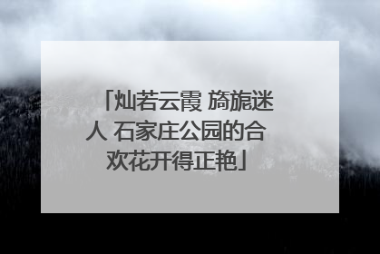 灿若云霞 旖旎迷人 石家庄公园的合欢花开得正艳
