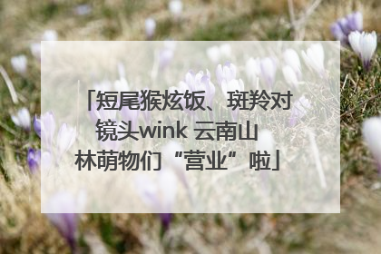 短尾猴炫饭、斑羚对镜头wink 云南山林萌物们“营业”啦