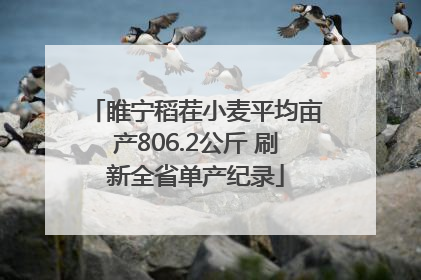 睢宁稻茬小麦平均亩产806.2公斤 刷新全省单产纪录