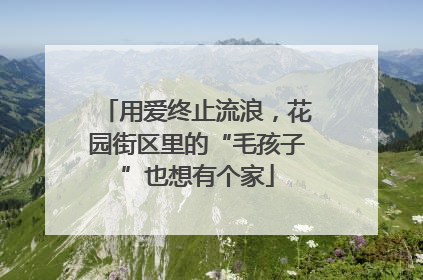用爱终止流浪，花园街区里的“毛孩子”也想有个家