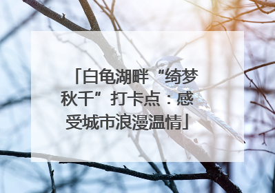 白龟湖畔“绮梦秋千”打卡点：感受城市浪漫温情