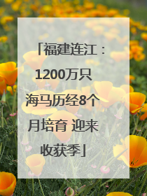 福建连江：1200万只海马历经8个月培育 迎来收获季