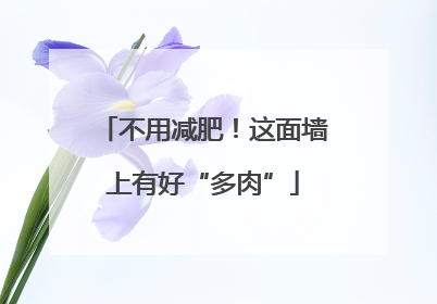 不用减肥！这面墙上有好“多肉”