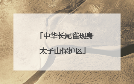 中华长尾雀现身太子山保护区