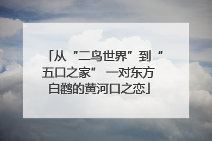 从“二鸟世界”到“五口之家” 一对东方白鹳的黄河口之恋