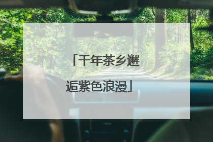 千年茶乡邂逅紫色浪漫