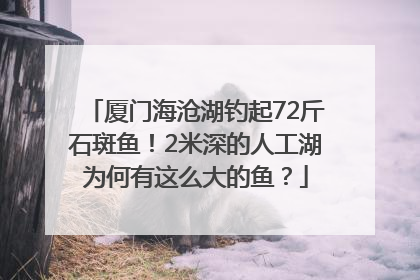 厦门海沧湖钓起72斤石斑鱼！2米深的人工湖为何有这么大的鱼？