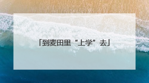 到麦田里“上学”去