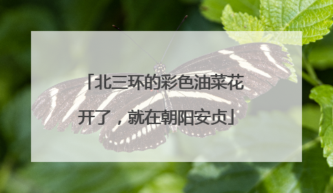 北三环的彩色油菜花开了，就在朝阳安贞