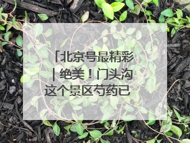 北京号最精彩｜绝美！门头沟这个景区芍药已花开成海
