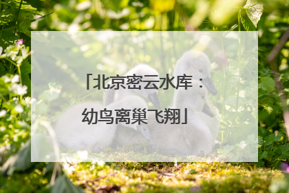 北京密云水库：幼鸟离巢飞翔