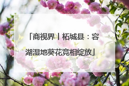 商视界丨柘城县：容湖湿地葵花竞相绽放