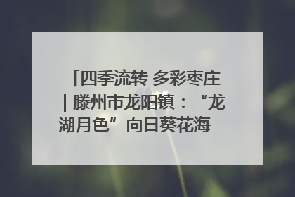 四季流转 多彩枣庄｜滕州市龙阳镇：“龙湖月色”向日葵花海 绘就乡村振兴新画卷