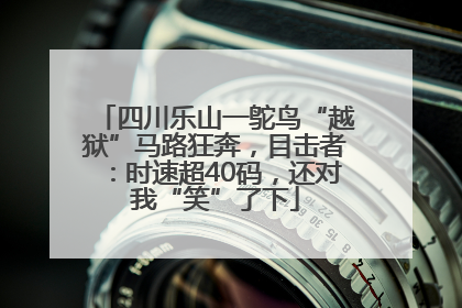 四川乐山一鸵鸟“越狱”马路狂奔，目击者：时速超40码，还对我“笑”了下