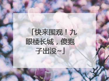 快来围观！九眼楼长城，傻狍子出没~