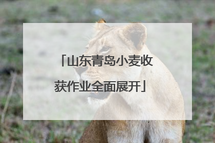 山东青岛小麦收获作业全面展开