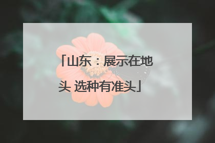 山东：展示在地头 选种有准头