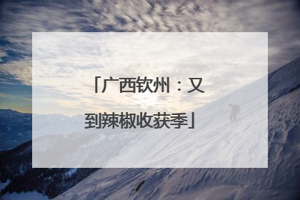 广西钦州：又到辣椒收获季