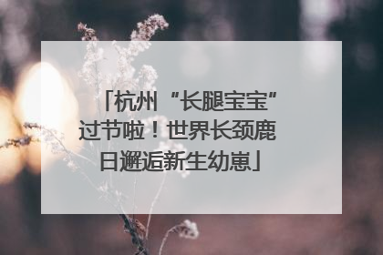 杭州“长腿宝宝”过节啦！世界长颈鹿日邂逅新生幼崽
