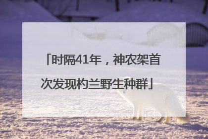 时隔41年，神农架首次发现杓兰野生种群