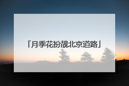 月季花扮靓北京道路