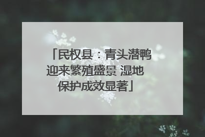 民权县：青头潜鸭迎来繁殖盛景 湿地保护成效显著