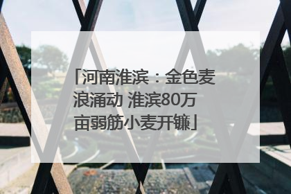 河南淮滨：金色麦浪涌动 淮滨80万亩弱筋小麦开镰