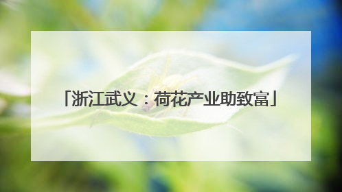 浙江武义：荷花产业助致富
