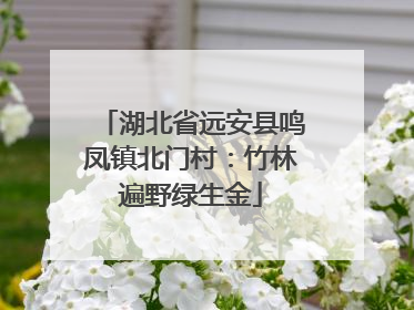 湖北省远安县鸣凤镇北门村：竹林遍野绿生金