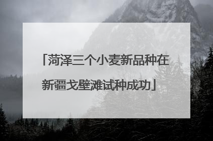 菏泽三个小麦新品种在新疆戈壁滩试种成功