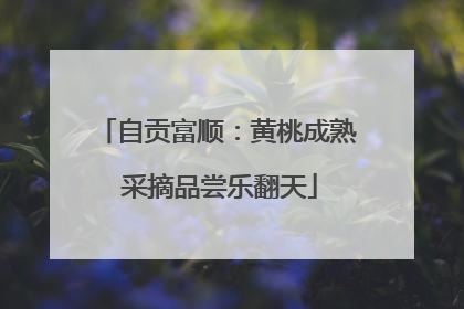 自贡富顺：黄桃成熟 采摘品尝乐翻天