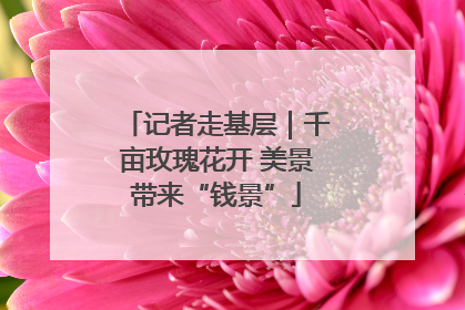 记者走基层｜千亩玫瑰花开 美景带来“钱景”