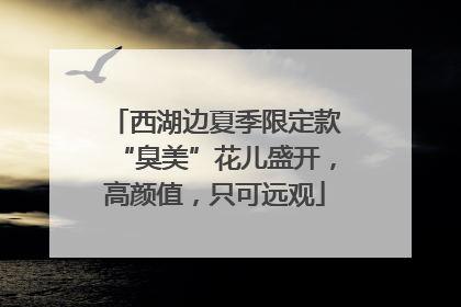 西湖边夏季限定款“臭美”花儿盛开，高颜值，只可远观