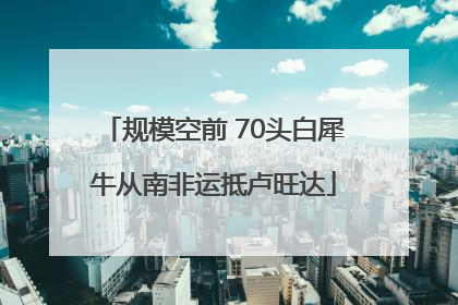 规模空前 70头白犀牛从南非运抵卢旺达