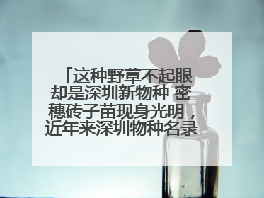 这种野草不起眼 却是深圳新物种 密穗砖子苗现身光明，近年来深圳物种名录不断刷新