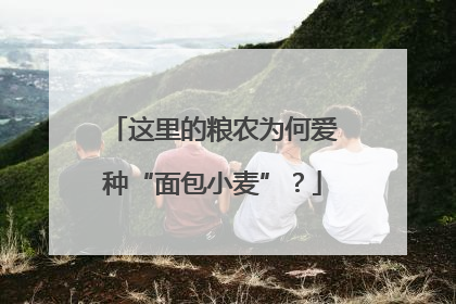 这里的粮农为何爱种“面包小麦”？