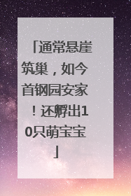 通常悬崖筑巢，如今首钢园安家！还孵出10只萌宝宝