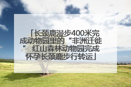 长颈鹿漫步400米完成动物园里的“非洲迁徙” 红山森林动物园完成怀孕长颈鹿步行转运