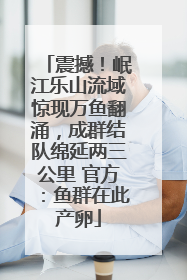 震撼！岷江乐山流域惊现万鱼翻涌，成群结队绵延两三公里 官方：鱼群在此产卵