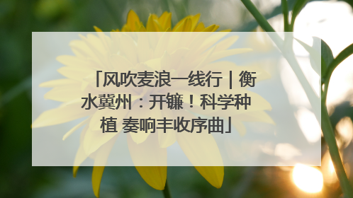 风吹麦浪一线行｜衡水冀州：开镰！科学种植 奏响丰收序曲