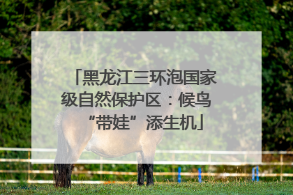 黑龙江三环泡国家级自然保护区：候鸟“带娃”添生机