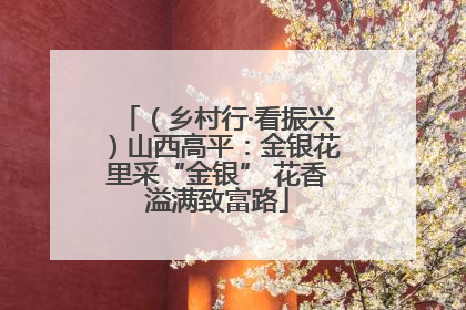 （乡村行·看振兴）山西高平：金银花里采“金银” 花香溢满致富路