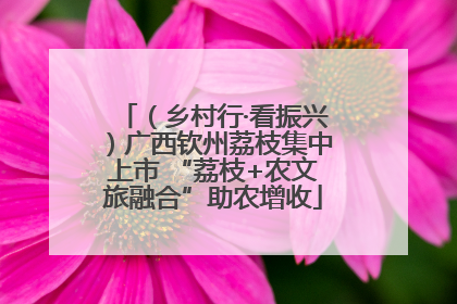 （乡村行·看振兴）广西钦州荔枝集中上市 “荔枝+农文旅融合”助农增收
