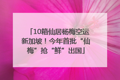 10箱仙居杨梅空运新加坡！今年首批“仙梅”抢“鲜”出国